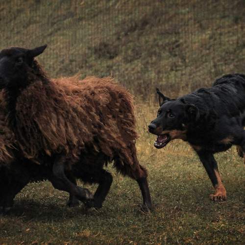 Фотография #12781332