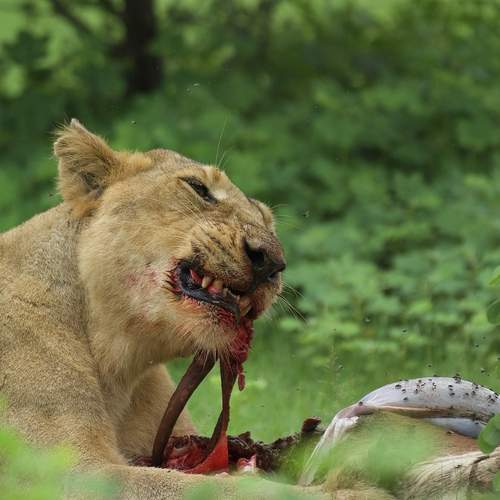 I don’t Injure, I kill