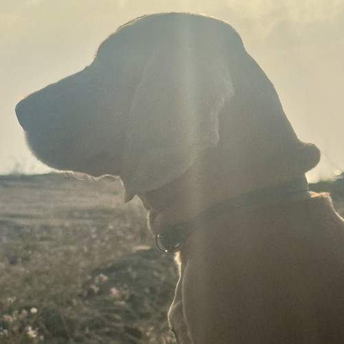 Photo #12781468