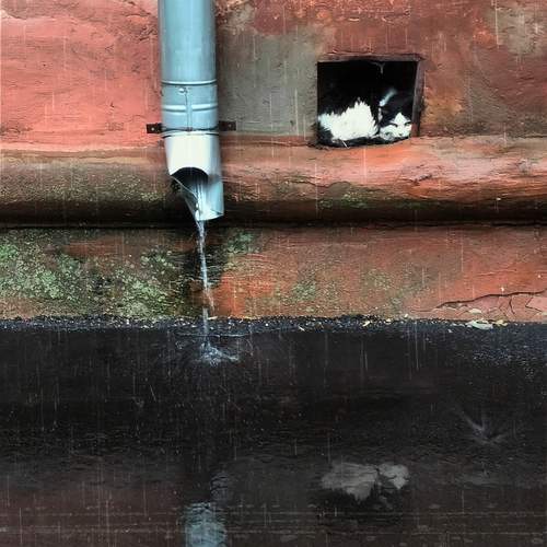 Photo #12781842