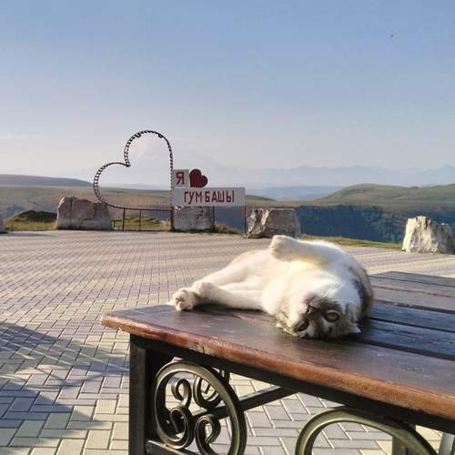Photo #12781927