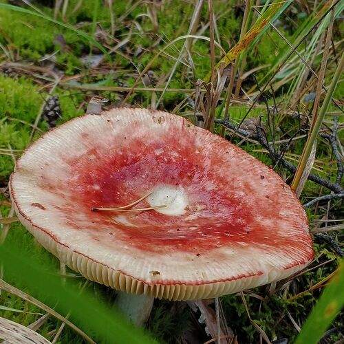 Photo #12782386
