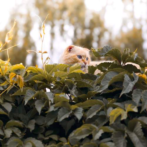 Photo #12782437
