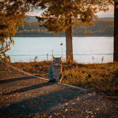 Photo #12782440