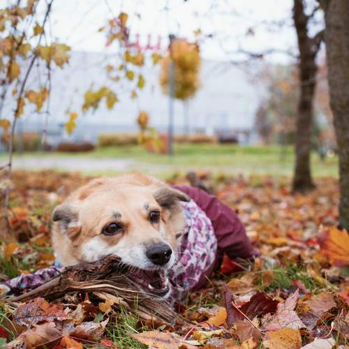 Photo #12782441