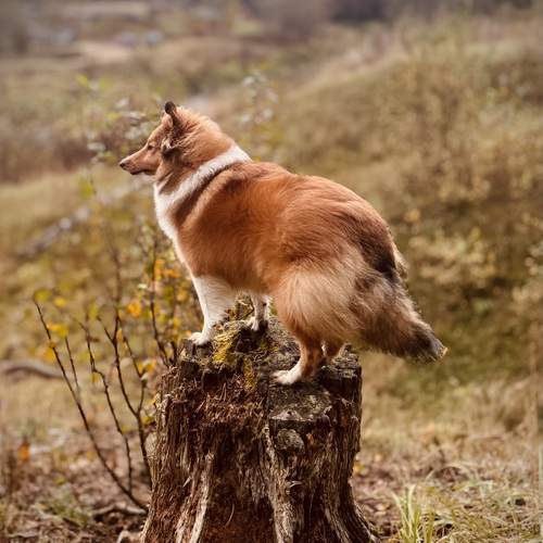Рыжая шелти-осень