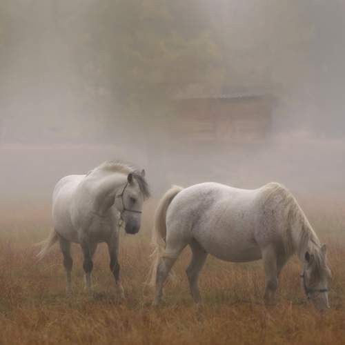 Photo #12782797