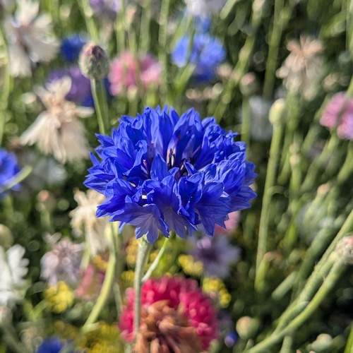 Photo #12783355