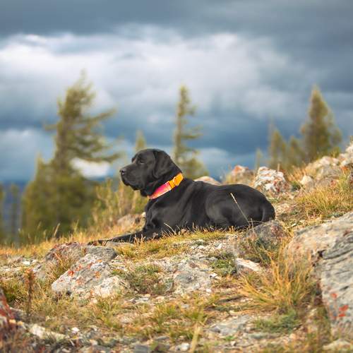 Photo #12783416
