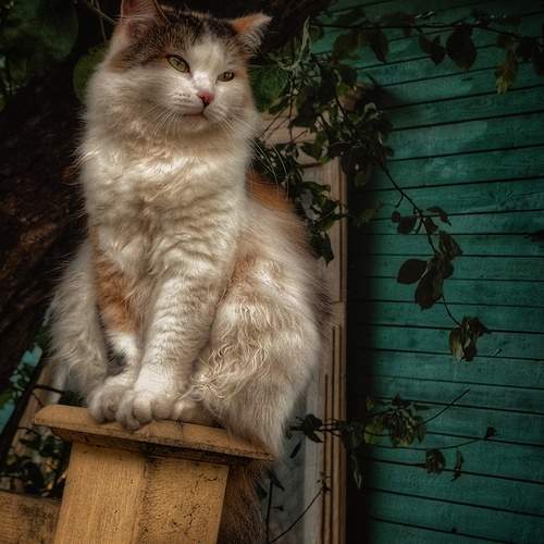 Фотография #12783698