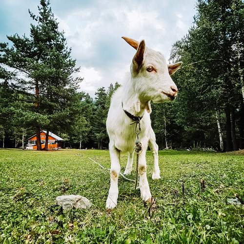 Photo #12783862