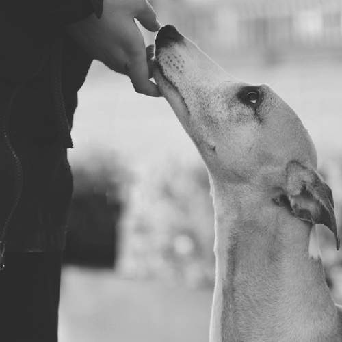 Photo #12783912