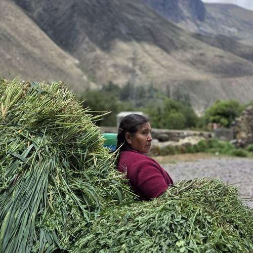 La vie aux confins des Andes péruviennes