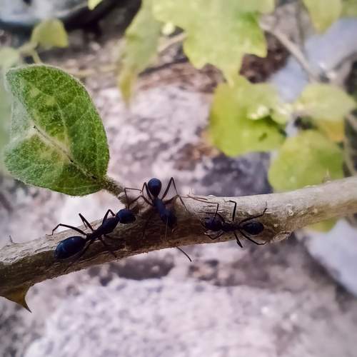 Title: “March of the Midnight Ants”