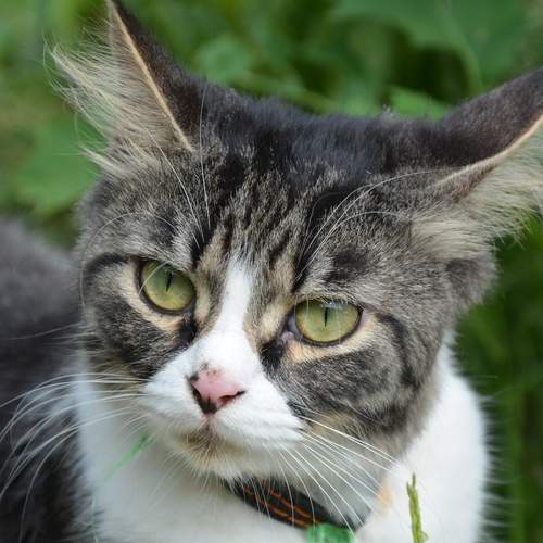 Photo #12784944