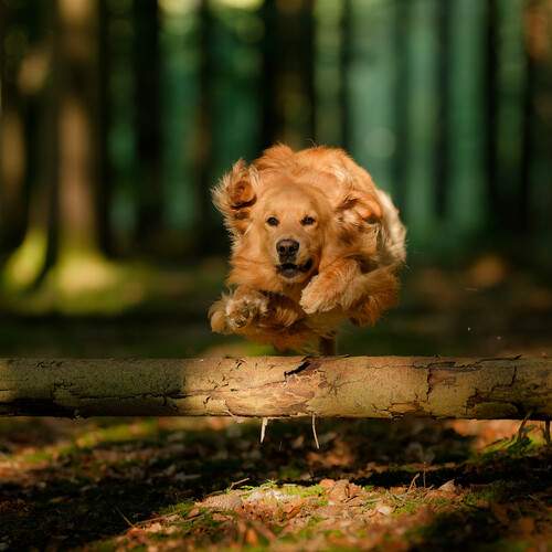 Фотография #12784997