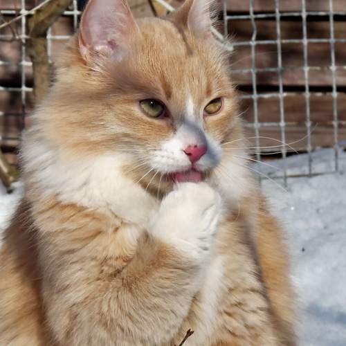 Photo #12785033