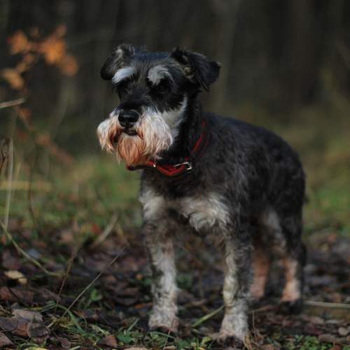Photo #12785139