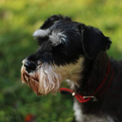 Photo #12785142