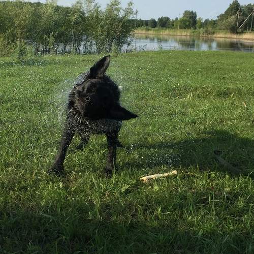 Photo #12785406