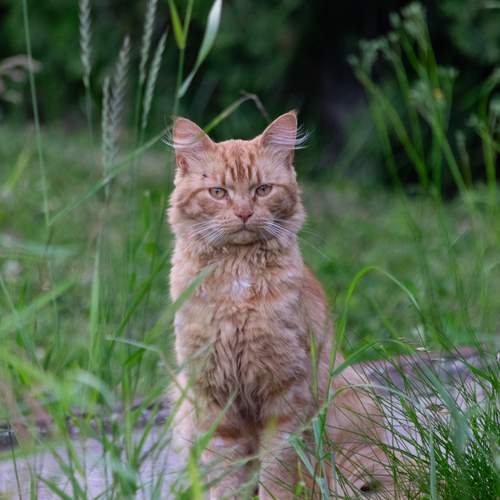 Photo #12785516