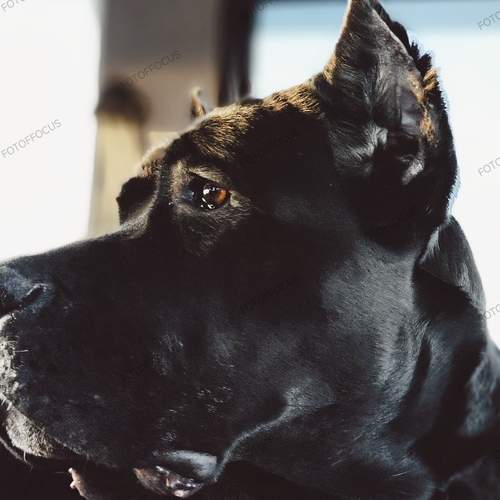 Photo #12785800