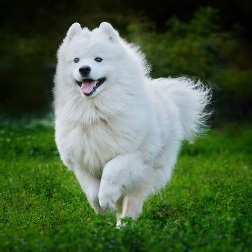 Photo #12785802