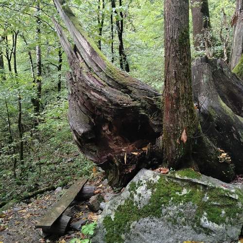 Photo #12785828