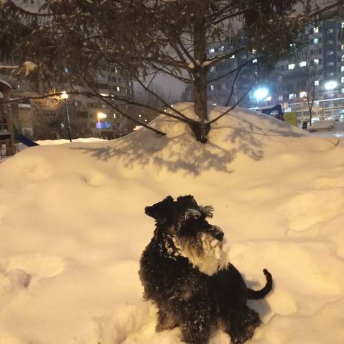 Photo #12786148