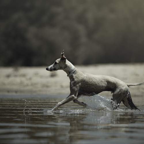 Photo #12786383