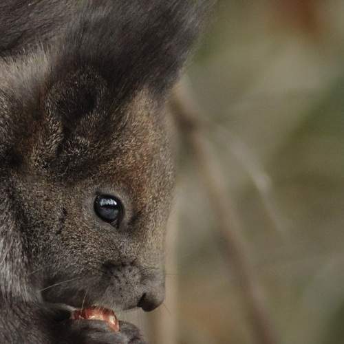 Photo #12786455