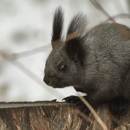 Photo #12786457