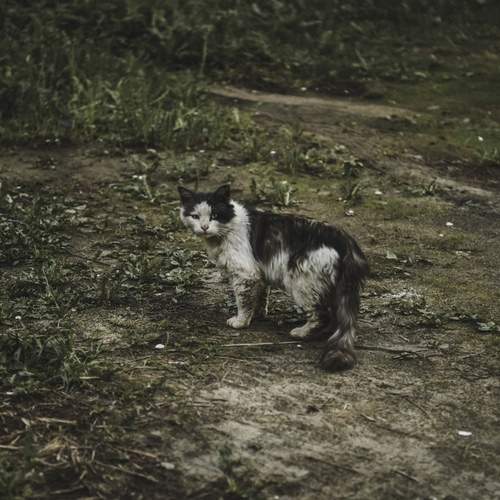 Photo #12786738