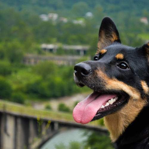 Photo #12786740