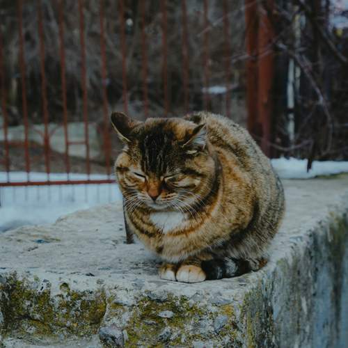 Photo #12786965