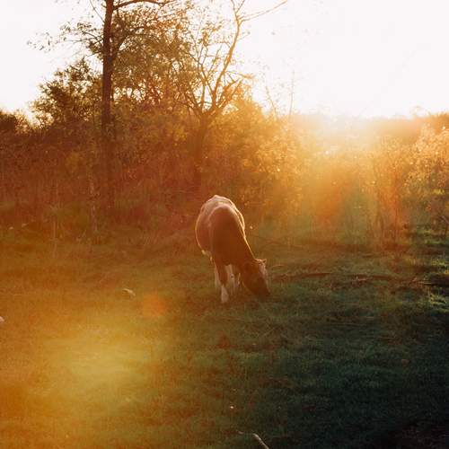Photo #12786966