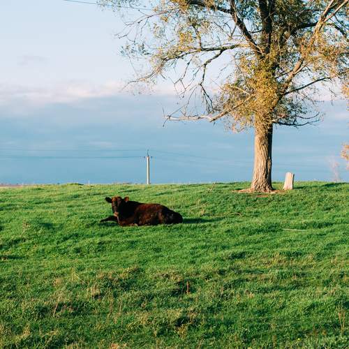 Photo #12786967