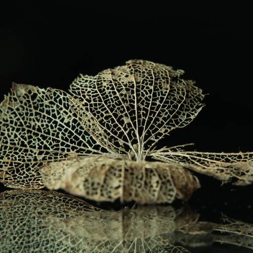 Photo #12787594