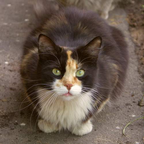 Photo #12788299