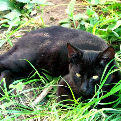 Photo #12788309