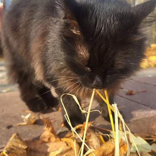 Photo #12788377