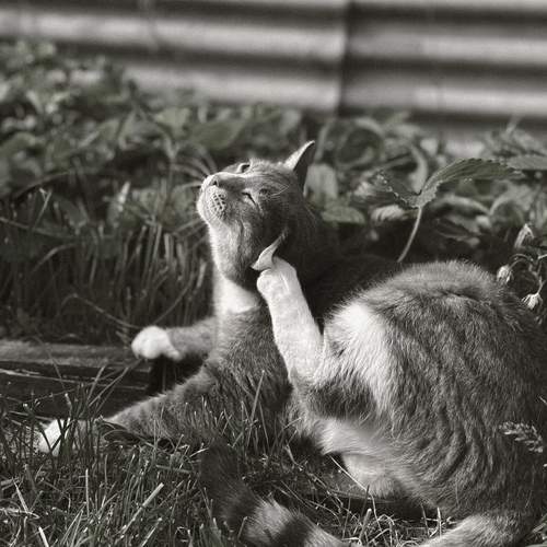 Photo #12788426