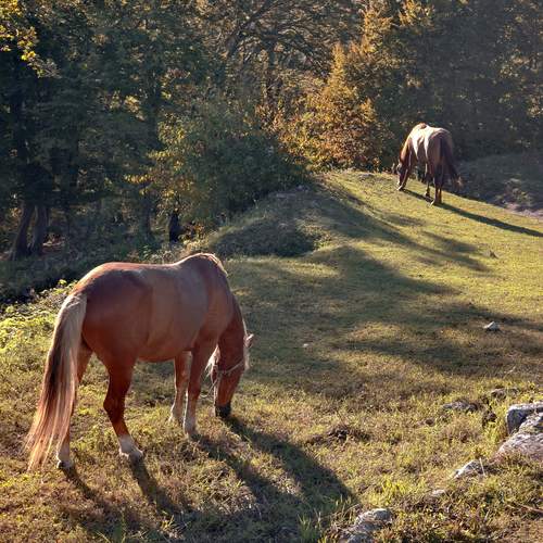 Photo #12788476