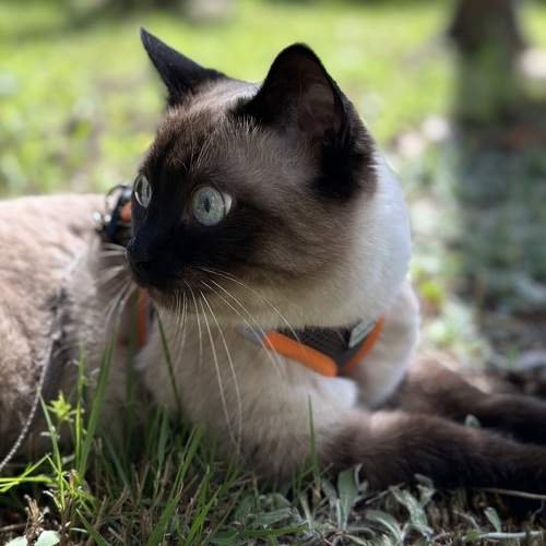 Photo #12788697