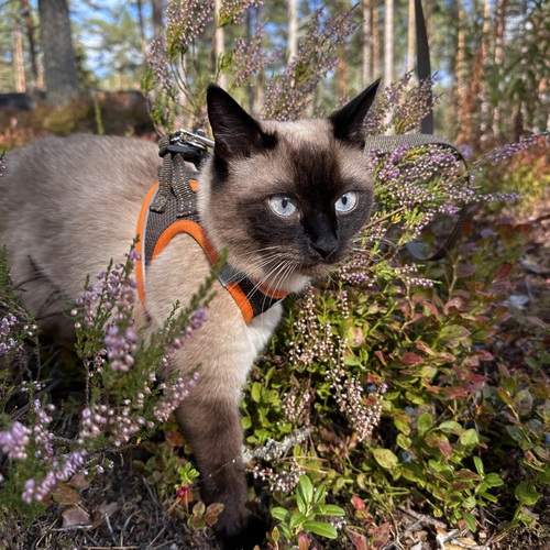 Photo #12788698