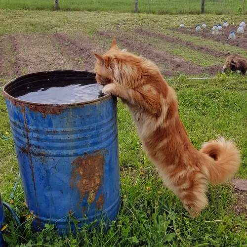 Photo #12788816