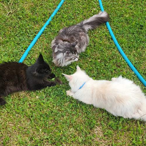 Photo #12788948