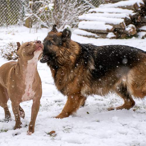 Photo #12789006
