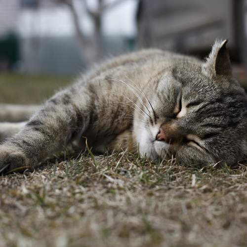Photo #12789071