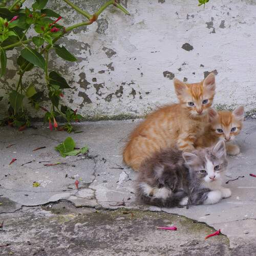 Photo #12789265